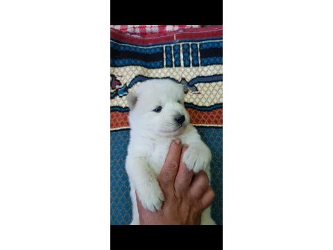 Kar topu samoyed bebekler