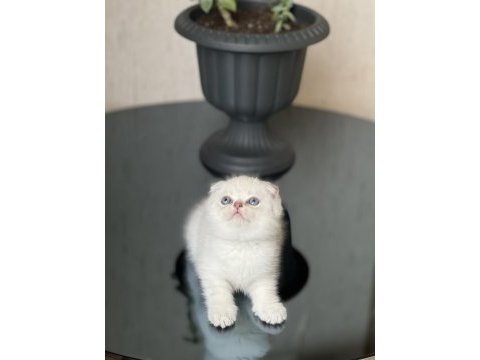 Top kafa oyuncu silver point scottish fold yavrum