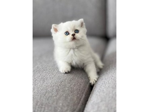 Secereli mavi gözlü scottish fold ve straight yavrular