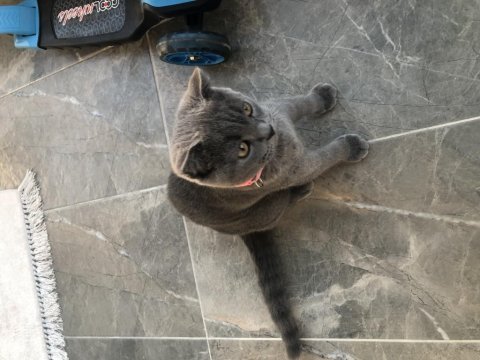 Oyuncu maya scottish fold