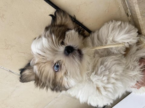 Masmavi gözlü erkek shih tzu