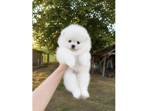Kartopu gibi pomeranian boo ayı surat
