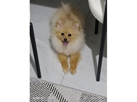 Sevgi bağımlısı 6 aylık erkek pomeranian