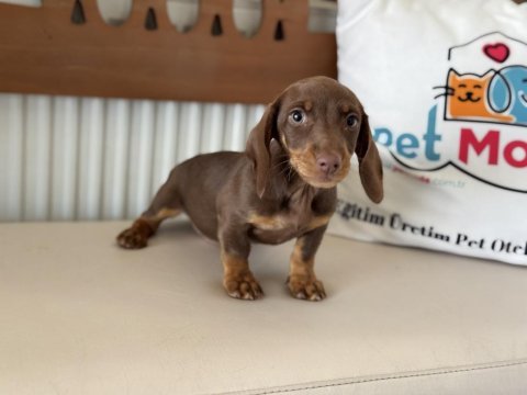 Petmode köpek çiftliğinde ziyarete açık dachshund