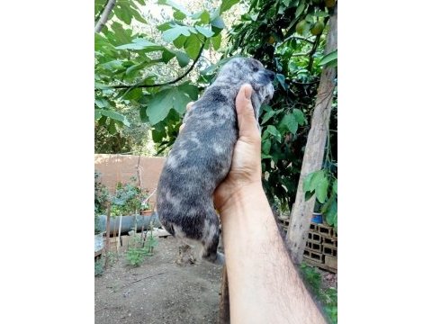 Kaliteli french bulldog