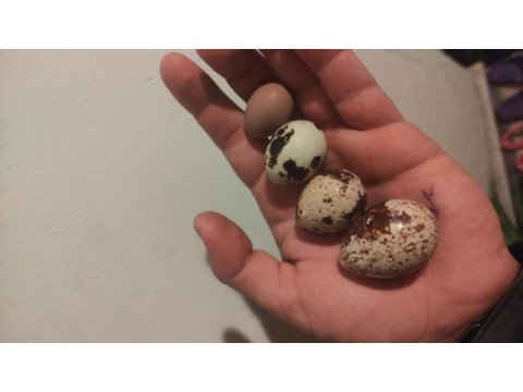 Kuluçkalık bıldırcın yumurtası