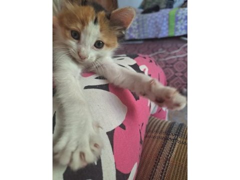 Kahramanmaraş yavru kedimiz sahiplendirilecek