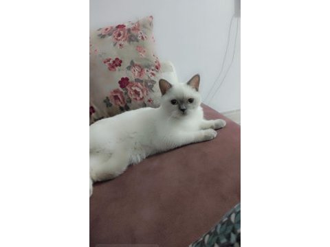 British shorthair kızımız mia