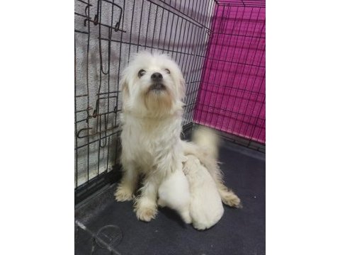 Sahiplendirme maltese yavru