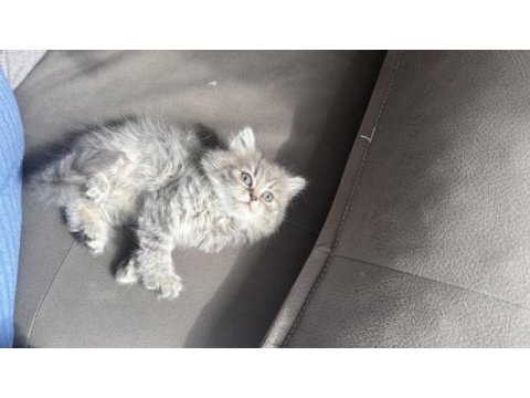 British longhair kedimiz