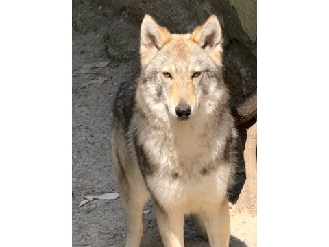 Dişi wolfdog
