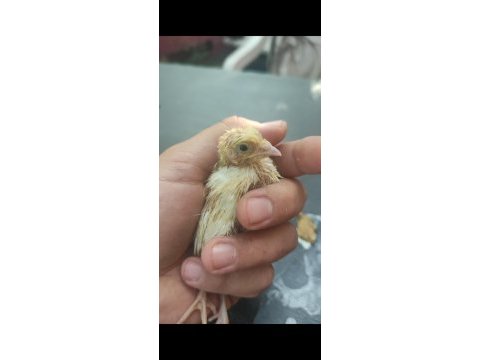 Bıldırcın yumurtası ve bıldırcın