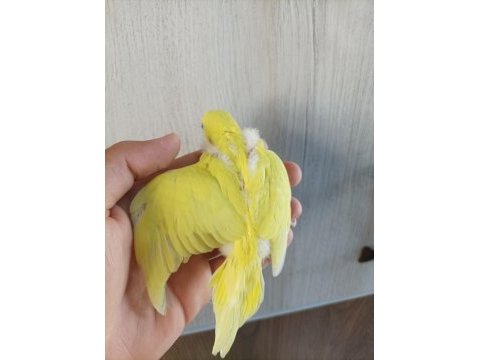 Yavru muhabbet kuşu yeni yeme düşmüş yavrular