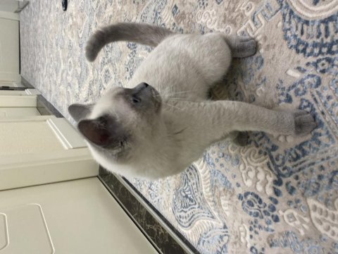 British shorthair şila yeni yuvasını arıyor