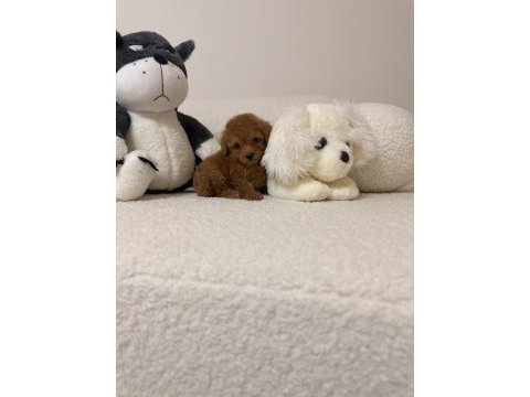 Orjinal toy poodle yavrularımız