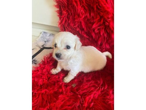 Güzel maltipoo yavrular yeni yuvalarını arıyor