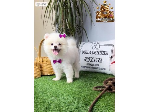 Antalya orjinal pomeranian yavrular