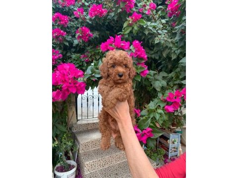 Kıvırcık toy poodle köpekler