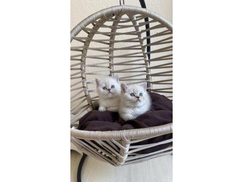 British shorthair lynx point show kalite