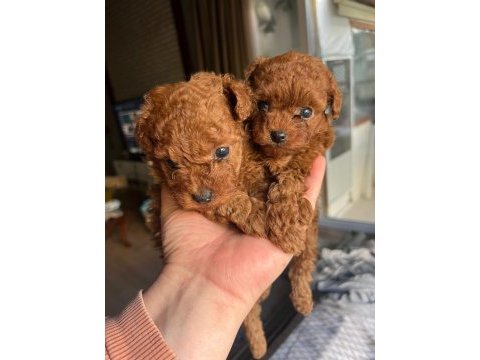 Mikro teacup orijinal maltipoo yavrularım