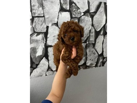 Evde bakılan sağlık ve ırk garantili poodle bebek