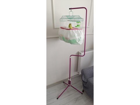 Yavru ele alışkın erkek muhabbet kuşu