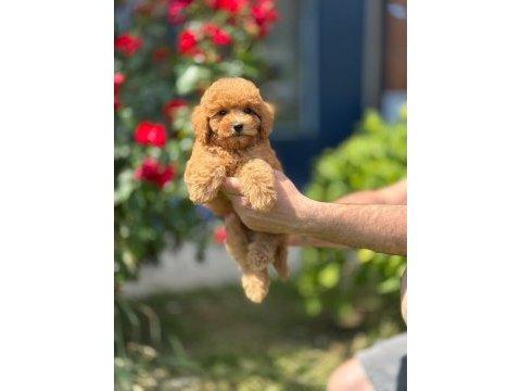 Sevimli toy poodle yavrularımız