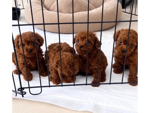 Orjinal izmir de garantili toy poodle