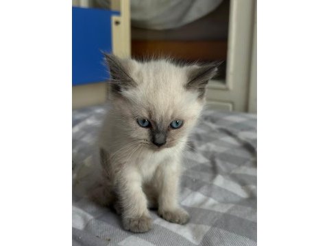 50 günlük blue pointler 1 erkek ve 4 dişi kedimiz