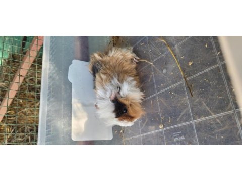 Ginepig ve kafes setleri (tüm yaşam malzemeleri)
