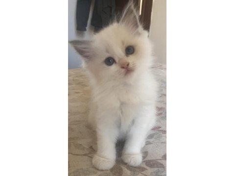 Safkan ragdoll yavrular