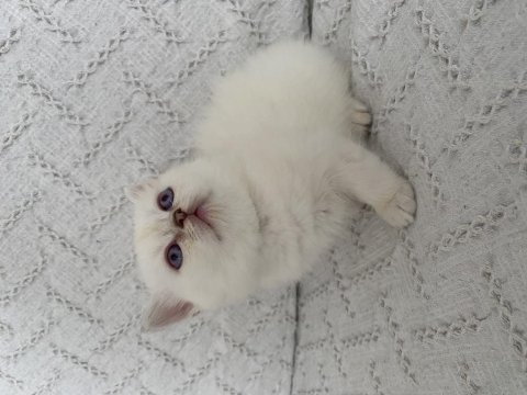 Muhteşem güzellikte safkan british shorthair yavru