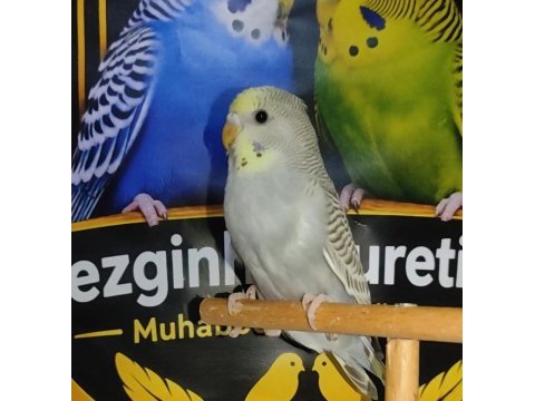 Yeme düşmüş sağlıklı muhabbet kuşları