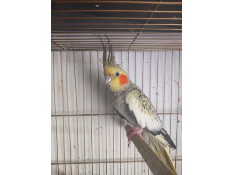Sultan papağanı 3 aylık