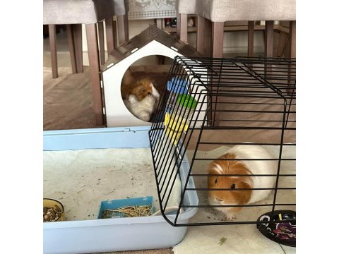 Acil sahiplendirilecek 2 adet ginepig