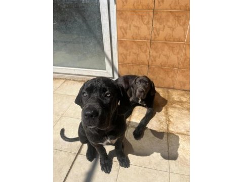 Safkan dev cane corso yavrular