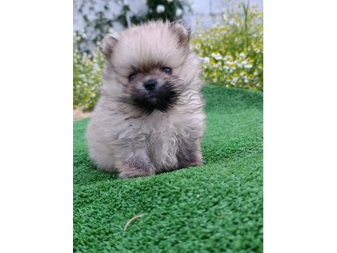 Pomeranian yavrumuz