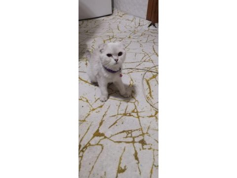 Scottish fold erkek kedimiz