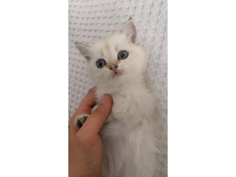 Uygun british shorthair