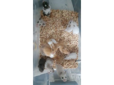 Uygun fiyatlı suriye hamster