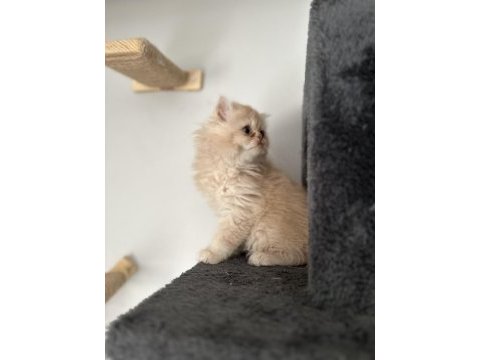 2 aylık muhteşem ve özel british longhair