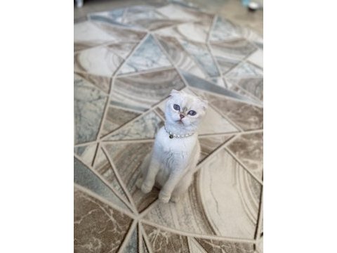 Scottish fold kedimiz hürrem sıcak kalıcı bir yuva arıyoruz