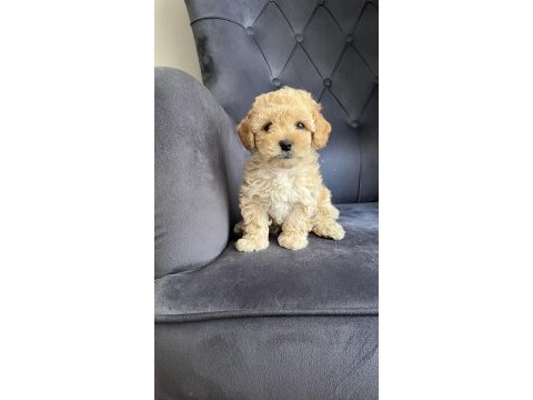 Wc eğitimli ve aşılı maltipoo bebekler hazır