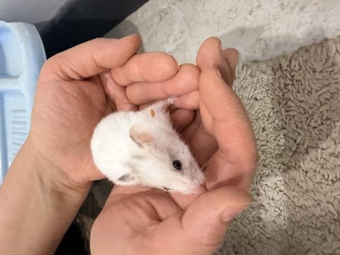 4 kardeş yavru hamster