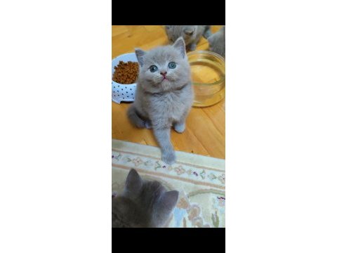 Gri lilac dişi erkek british shorthair yavrular