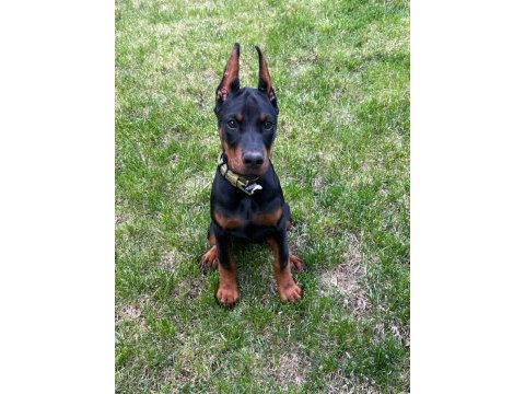 Orjinal doberman yavrularımız 