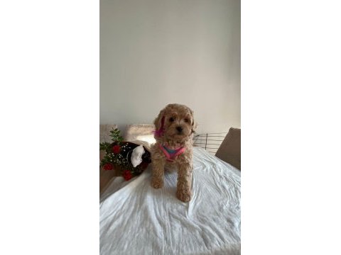 Sevimli maltipoo yavrularımız
