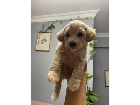 11 haziran doğumlu 4 adet erkek toy poodle