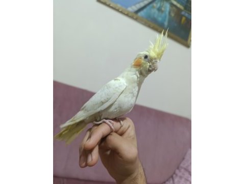 1.5 ay önce yeme geçti ele alışkın sultan papağanı