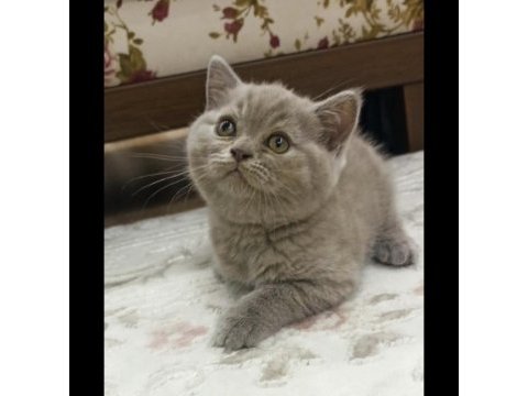 Denizli british shorthair lilac